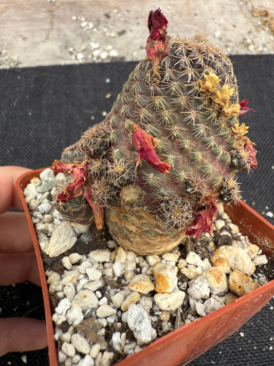 Rebutia toro toro rare cactus 1075