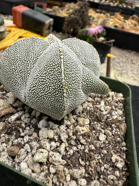 Astrophytum onzuka weirdo cactus 503