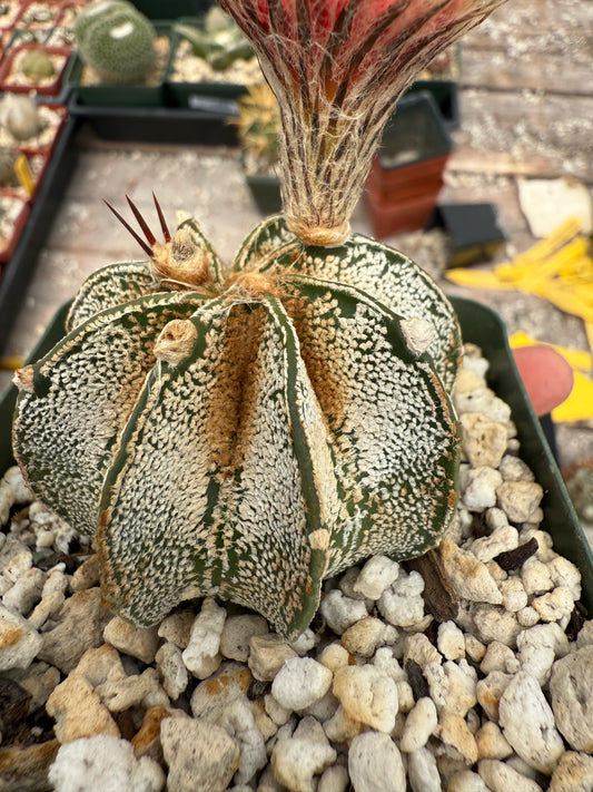 Astrophytum capricorne niveum rare plant 295