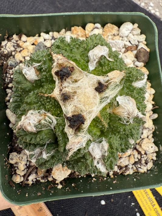 Ariocarpus kotschoubeyanus x Godzilla hybrid on pereskiopsis short graft beauty cactus 1200