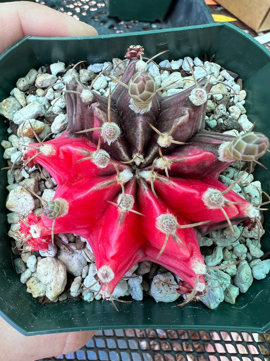 Gymnocalycium mihanovichii variegate cactus in 3.25 inch pot