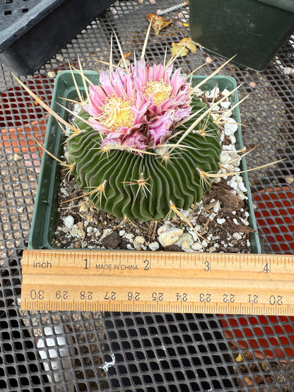 Multicostatus Stenocactus 0192 flowering succulent