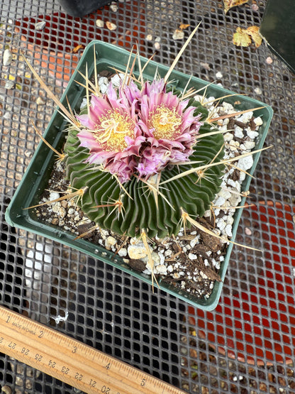 Multicostatus Stenocactus 0192 flowering succulent