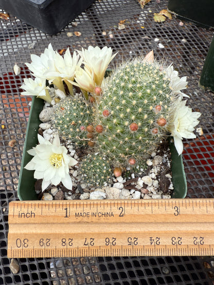 Rebutia albiflora 0661 white flower cactus