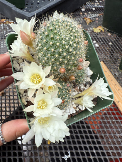 Rebutia albiflora 0661 white flower cactus
