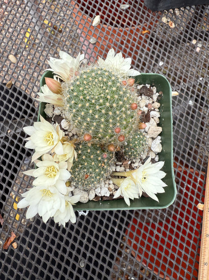 Rebutia albiflora 0661 white flower cactus