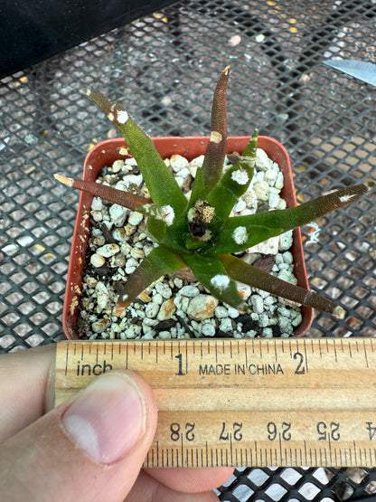 Ariocarpus agavoides uncommon plant 1689