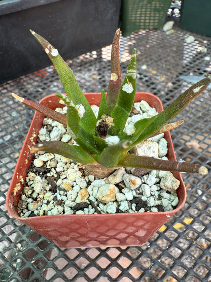 Ariocarpus agavoides uncommon plant 1689