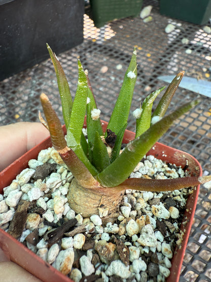 Ariocarpus agavoides uncommon plant 1689