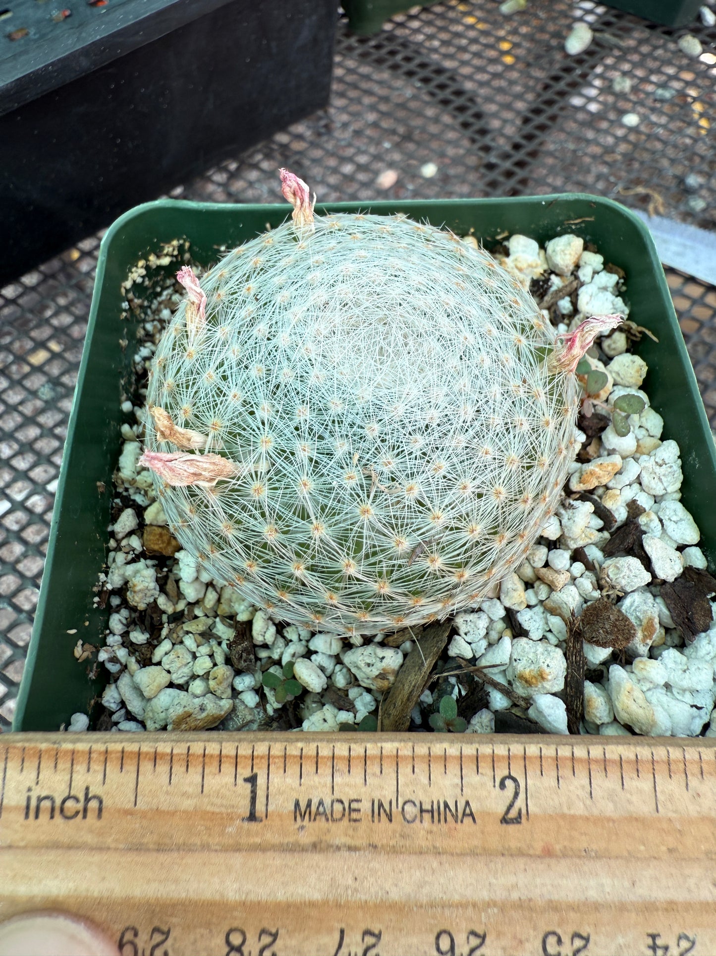 Mammillaria lenta rare cactus 1752