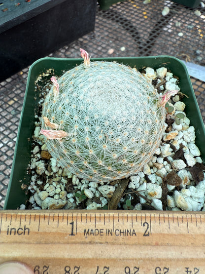 Mammillaria lenta rare cactus 1752