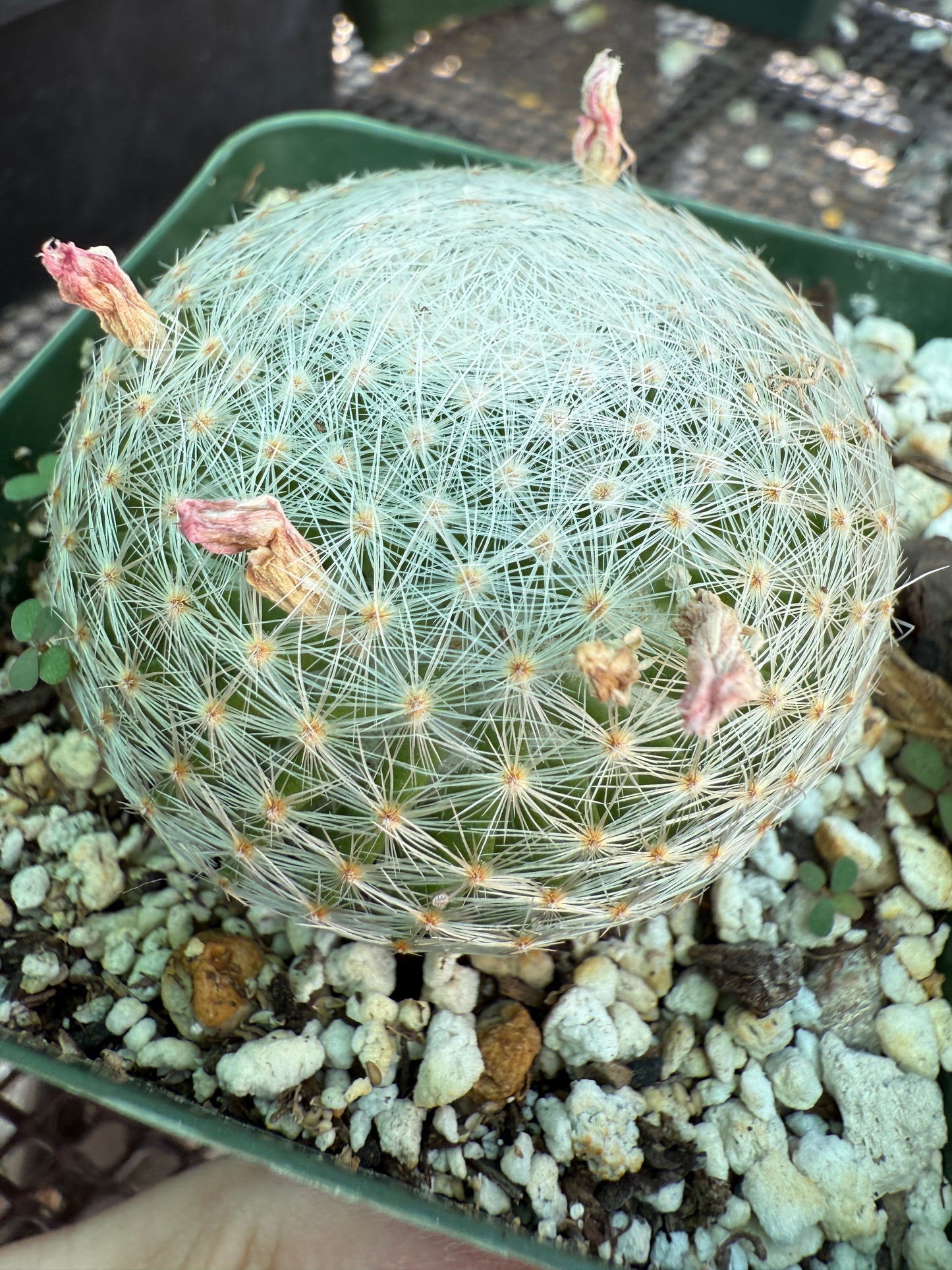 Mammillaria lenta rare cactus 1752