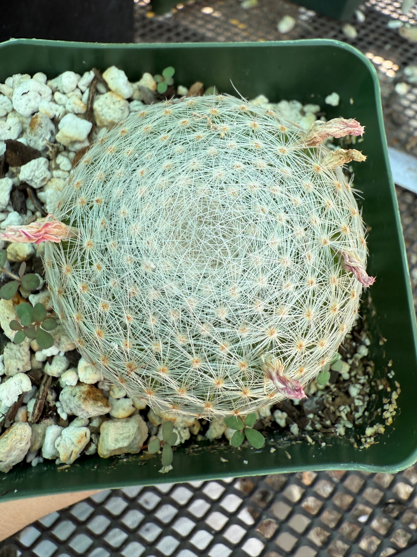 Mammillaria lenta rare cactus 1752
