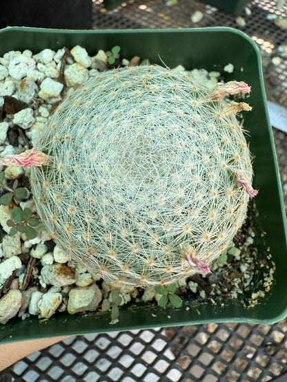 Mammillaria lenta rare cactus 1752