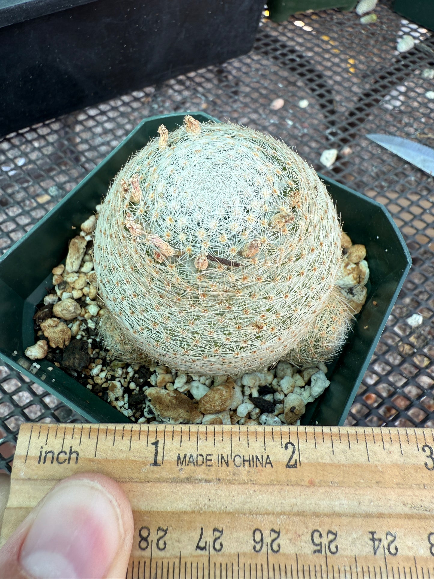 Mammillaria lenta rare cactus two pups 1586