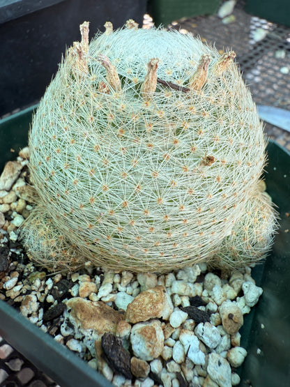 Mammillaria lenta rare cactus two pups 1586