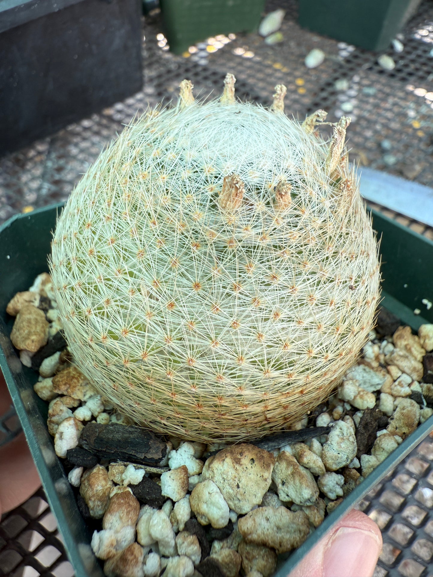 Mammillaria lenta rare cactus two pups 1586
