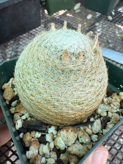 Mammillaria lenta rare cactus two pups 1586