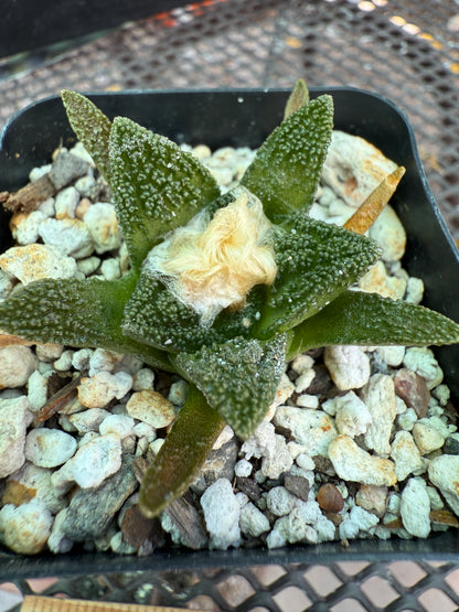 Ariocarpus Hintonii rare cactus 920