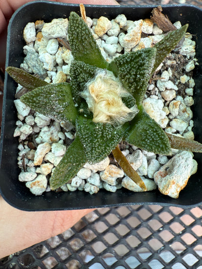 Ariocarpus Hintonii rare cactus 920