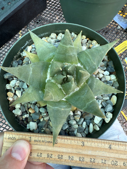 Ariocarpus trigonus large plant 686