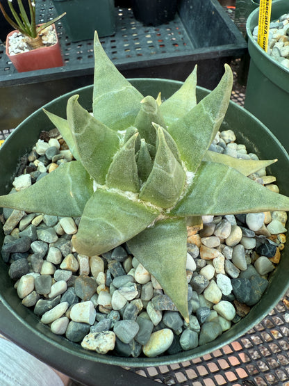 Ariocarpus trigonus large plant 686
