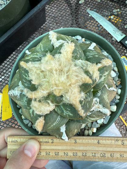 Ariocarpus lloydii specimen size beautiful plant 688