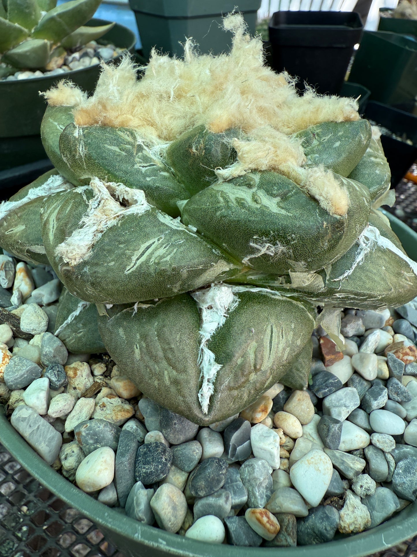 Ariocarpus lloydii specimen size beautiful plant 688
