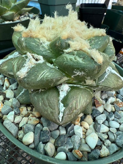 Ariocarpus lloydii specimen size beautiful plant 688