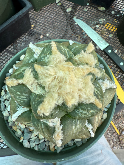 Ariocarpus lloydii specimen size beautiful plant 688