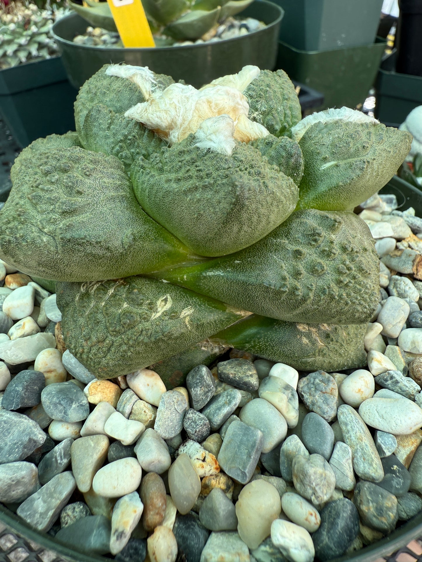Ariocarpus lloydii in 6 inch pot rare plant beautiful 1660