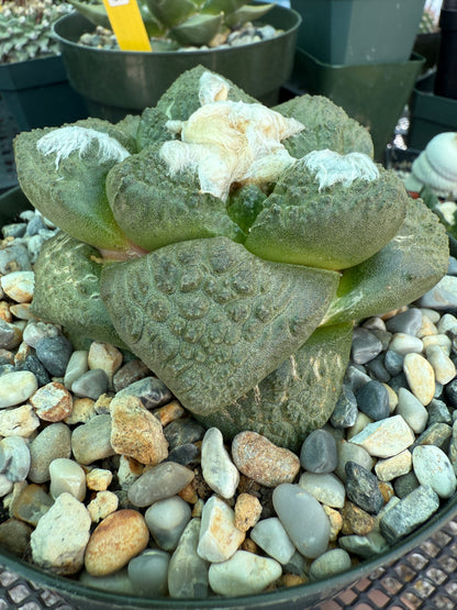 Ariocarpus lloydii in 6 inch pot rare plant beautiful 1660