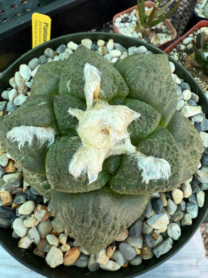 Ariocarpus lloydii in 6 inch pot rare plant beautiful 1660