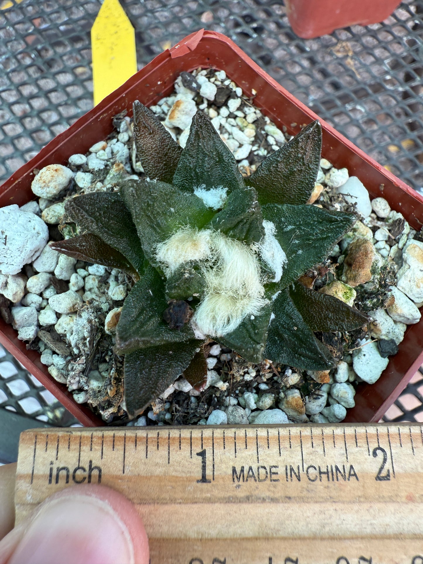 Ariocarpus scapharostris flowering size old plant 0002