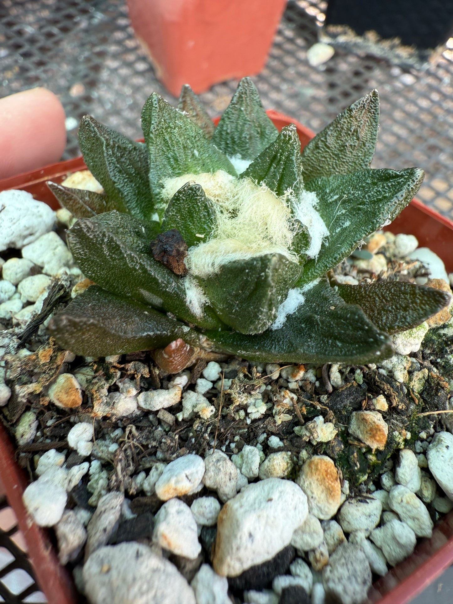 Ariocarpus scapharostris flowering size old plant 0002