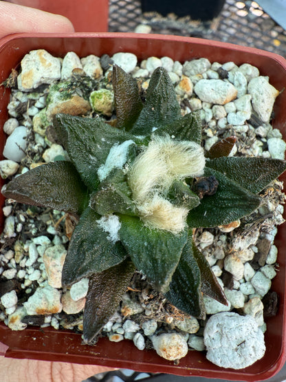Ariocarpus scapharostris flowering size old plant 0002