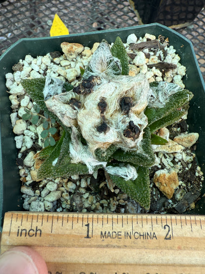 Ariocarpus bravoanus flowering size very nice 151