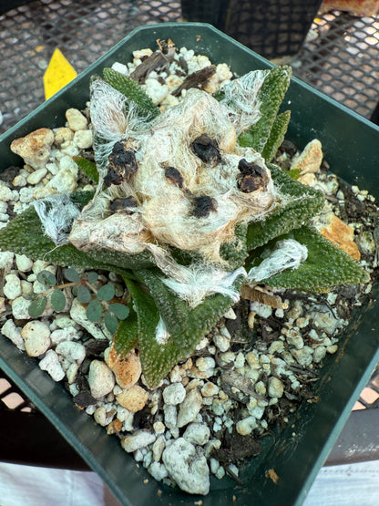 Ariocarpus bravoanus flowering size very nice 151