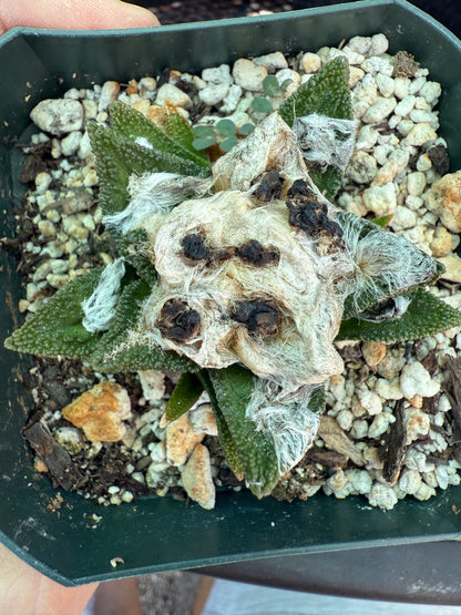 Ariocarpus bravoanus flowering size very nice 151