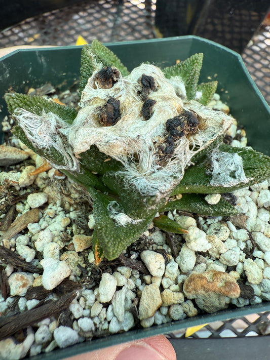 Ariocarpus bravoanus flowering size very nice 151