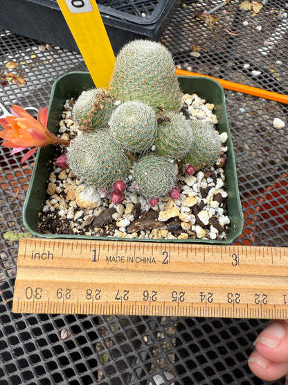 Rebutia sunrise 400