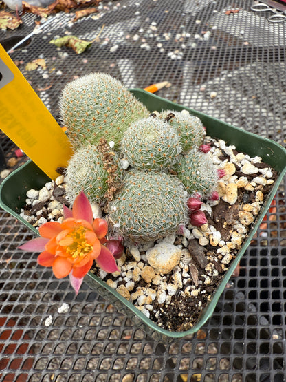 Rebutia sunrise 400