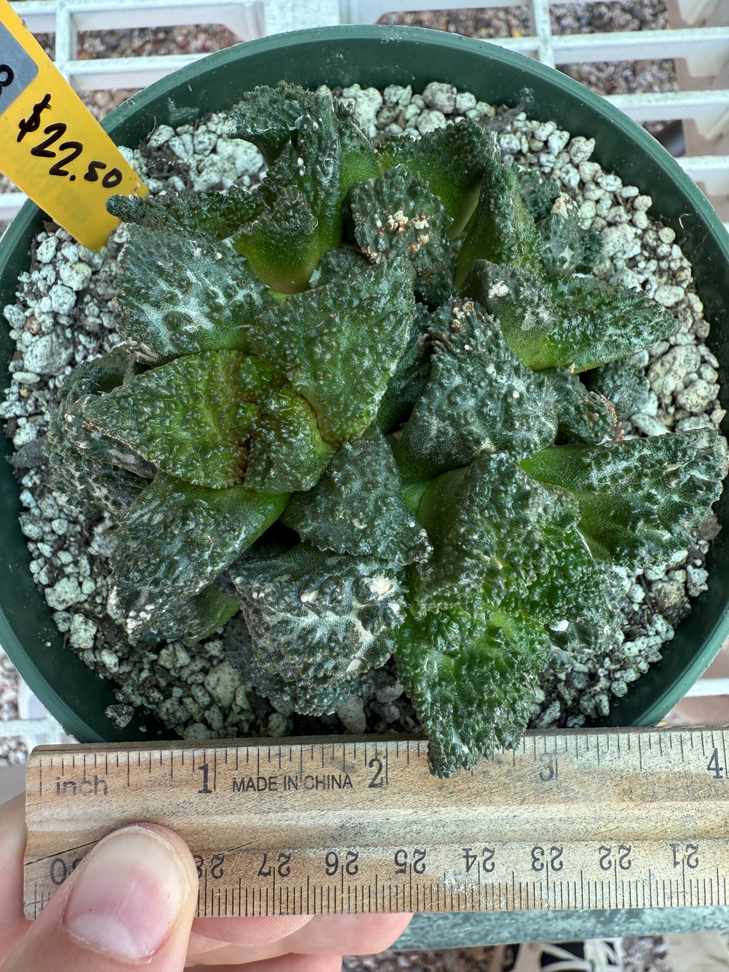 Ariocarpus Godzilla clusters on short pereskiopsis graft 0728