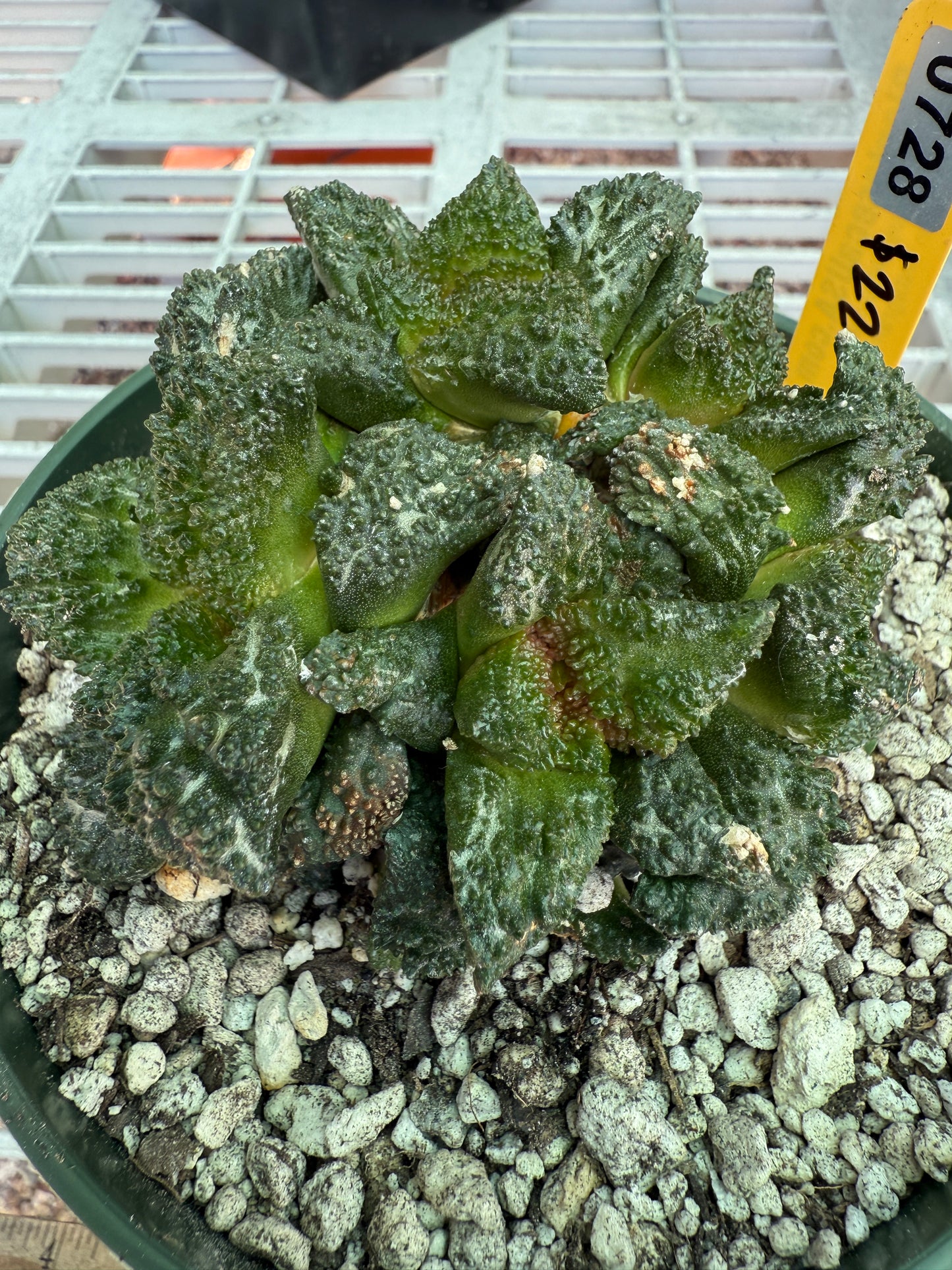 Ariocarpus Godzilla clusters on short pereskiopsis graft 0728