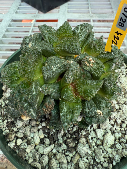 Ariocarpus Godzilla clusters on short pereskiopsis graft 0728