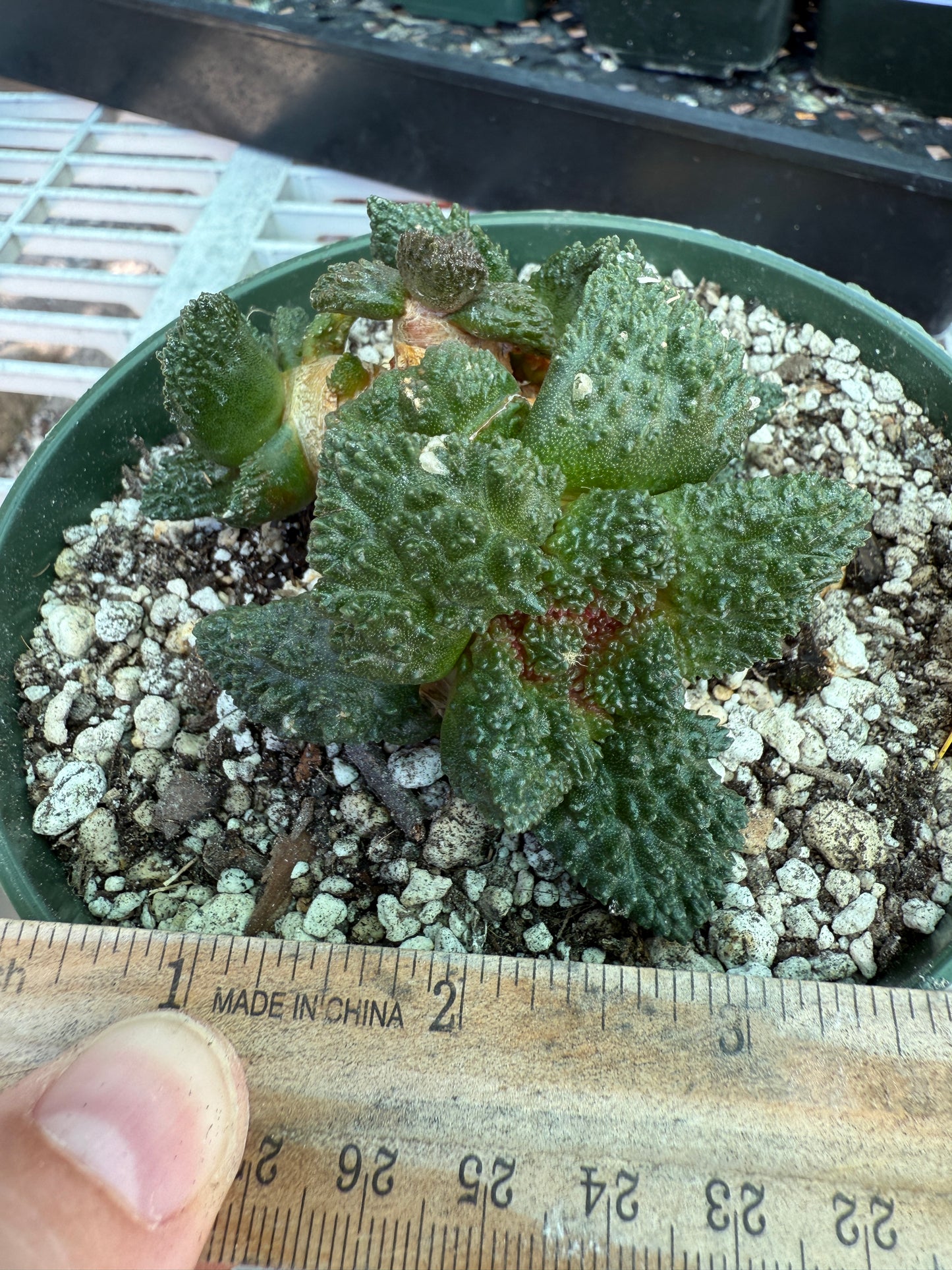 Ariocarpus Godzilla cluster grafted on short pereskiopsis 1553