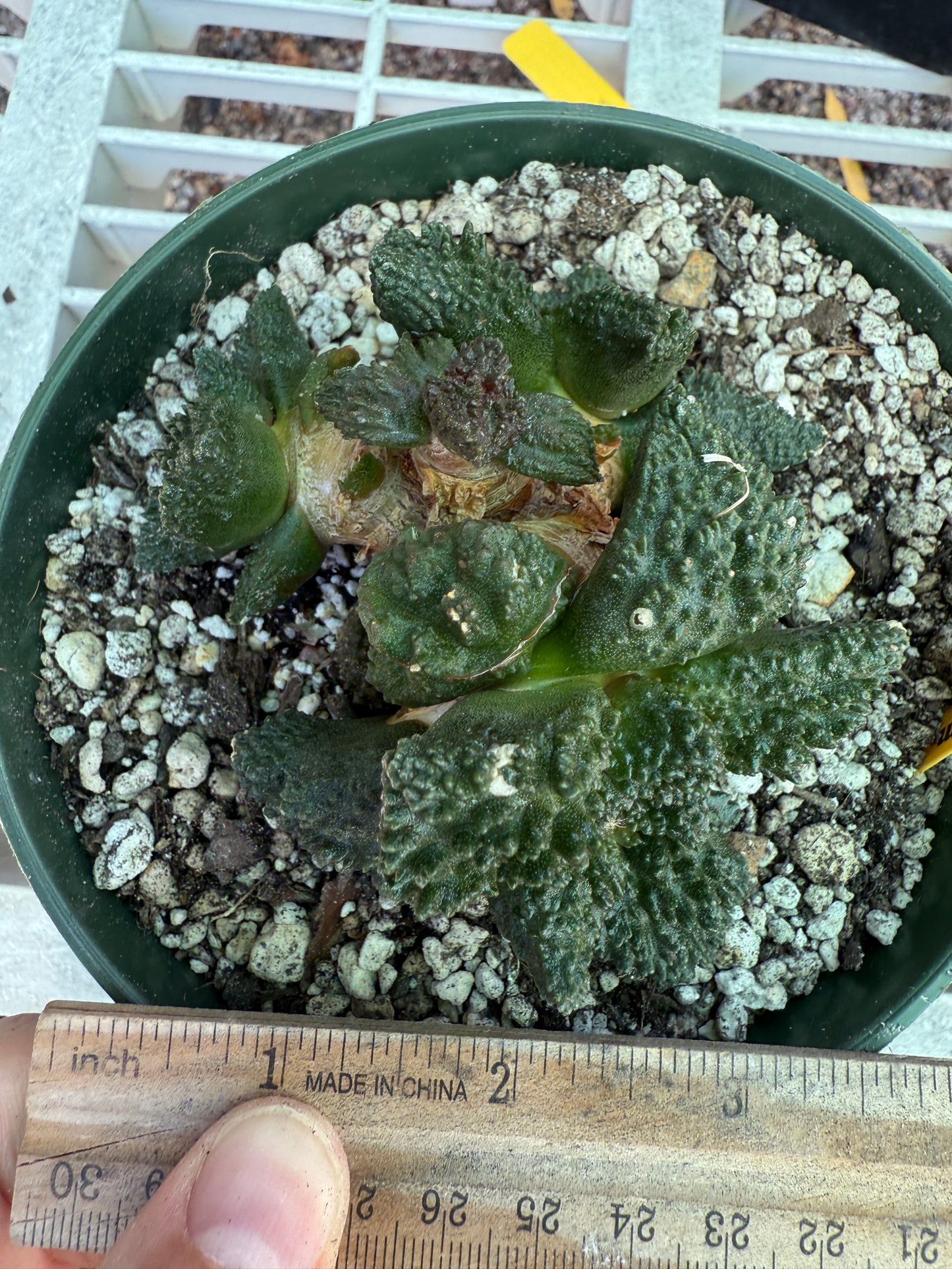Ariocarpus Godzilla cluster grafted on short pereskiopsis 1553