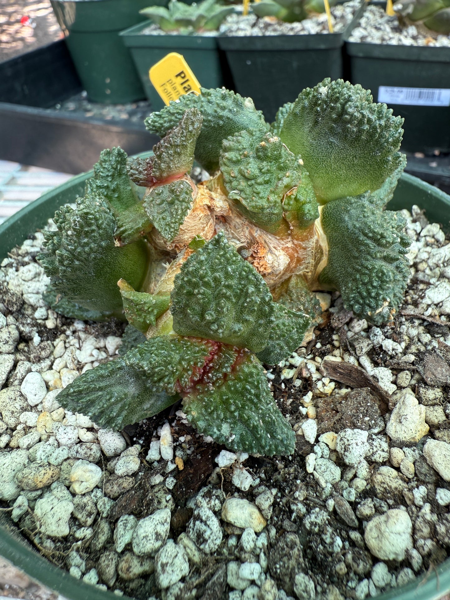 Ariocarpus Godzilla cluster grafted on short pereskiopsis 1553