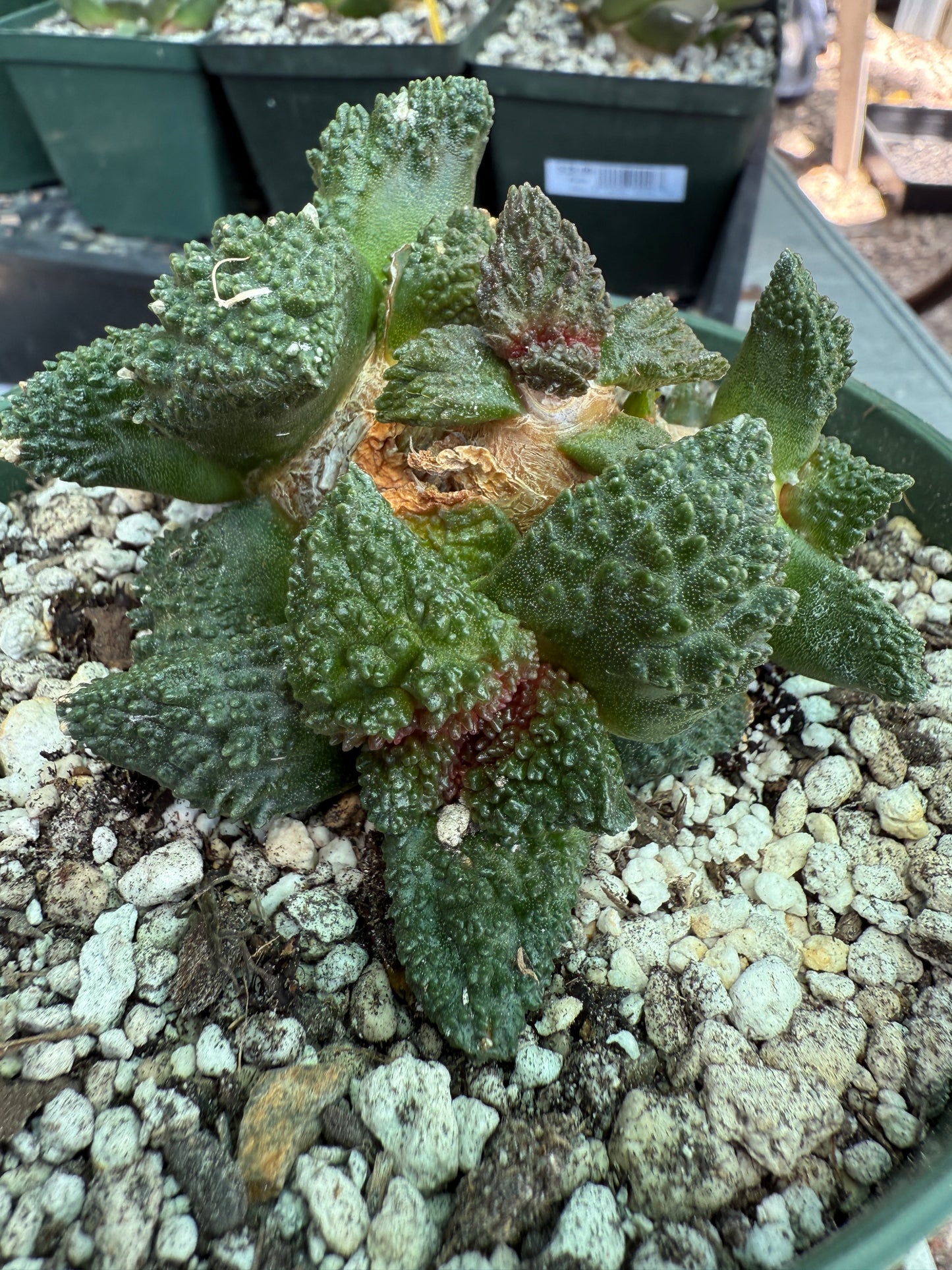 Ariocarpus Godzilla cluster grafted on short pereskiopsis 1553