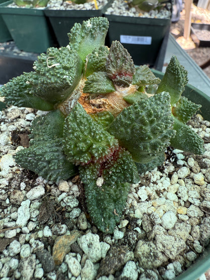 Ariocarpus Godzilla cluster grafted on short pereskiopsis 1553